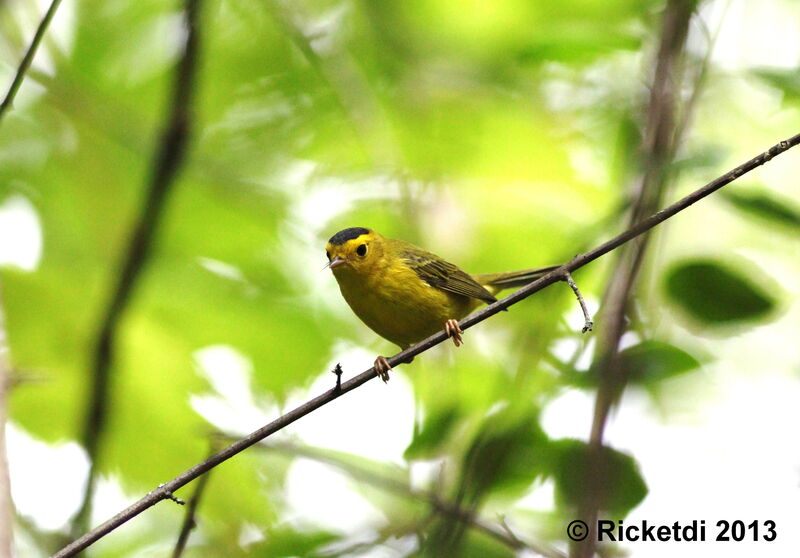 Wilson's Warbler