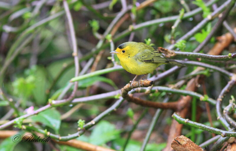 Wilson's Warbler