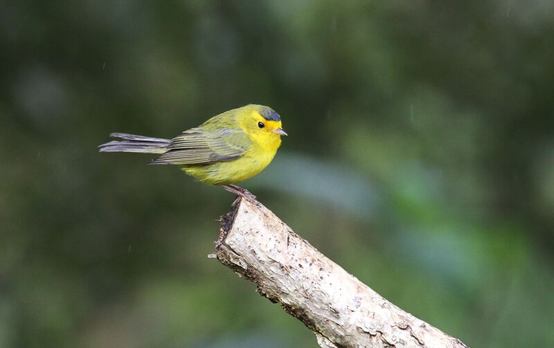 Wilson's Warbler