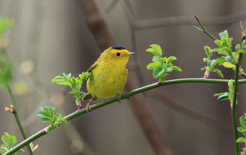 Wilson's Warbler