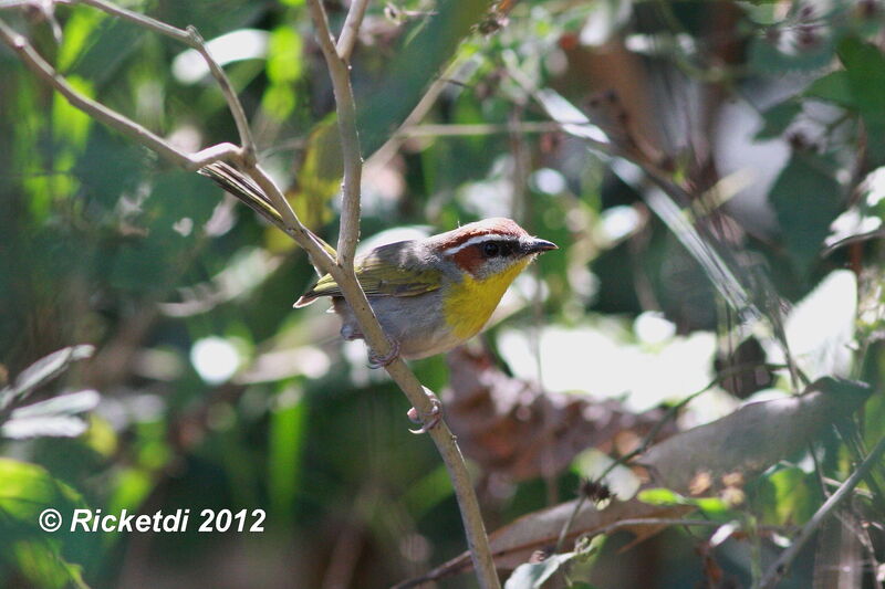 Rufous-capped Warbler