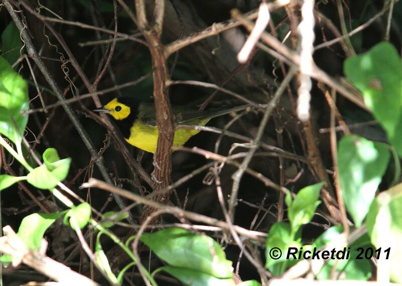 Hooded Warbler