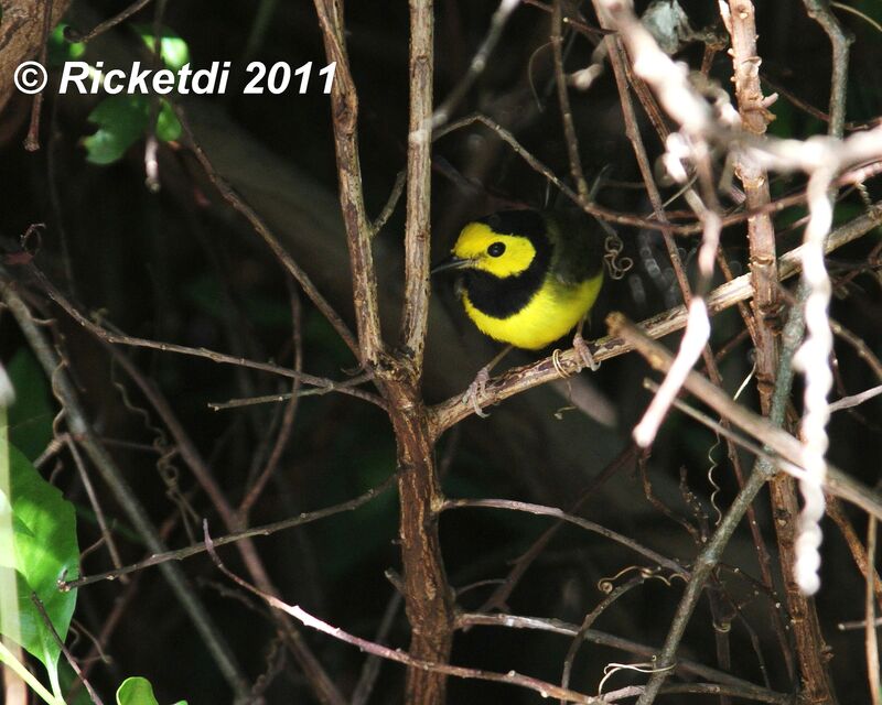 Hooded Warbler