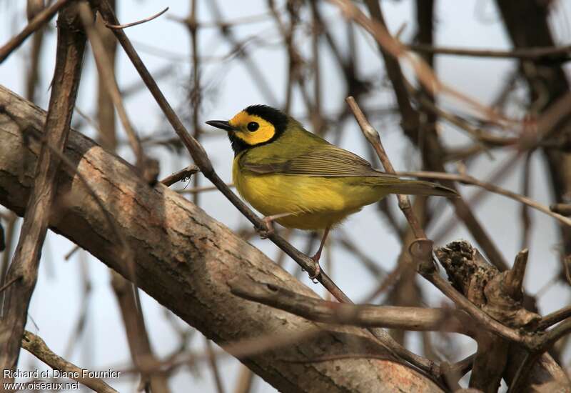 Hooded Warbler male adult