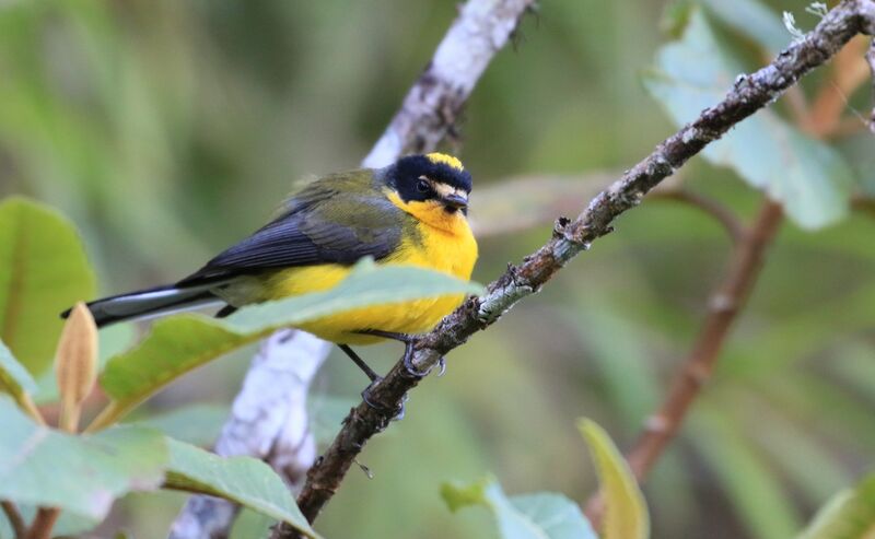 Yellow-crowned Whitestart