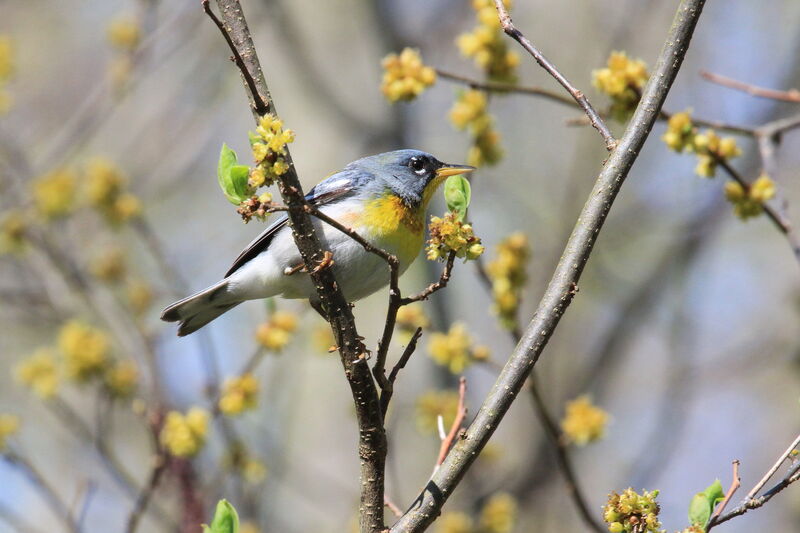 Northern Parula