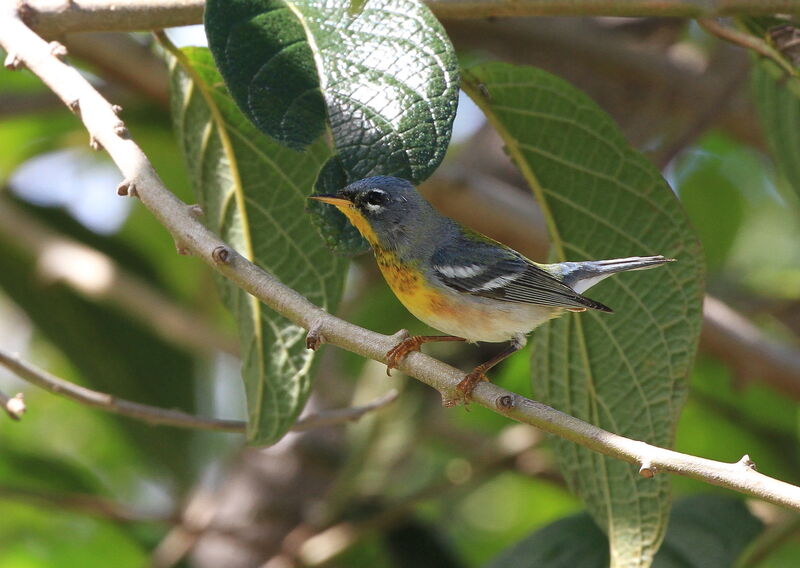 Northern Parula male