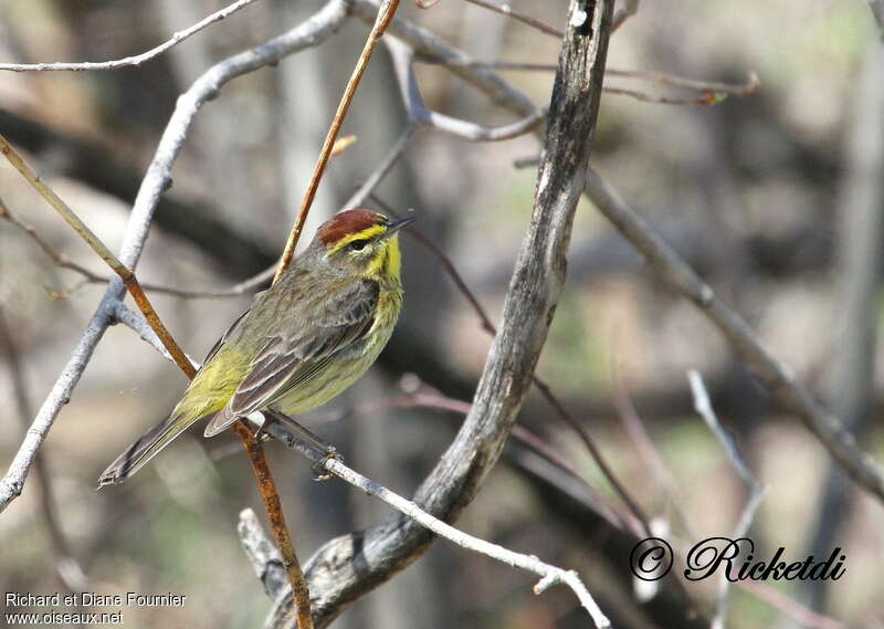 Palm Warbler male adult, identification