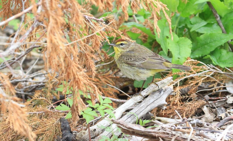 Palm Warbler