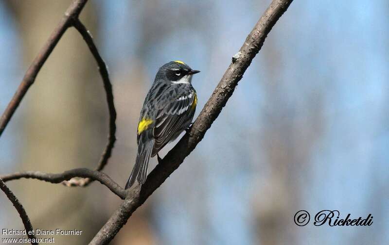 Myrtle Warbler male adult breeding, pigmentation