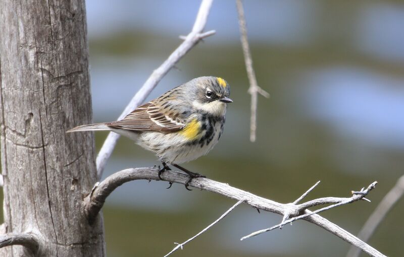 Myrtle Warbler female