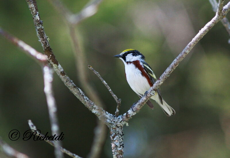 Chestnut-sided Warbler male