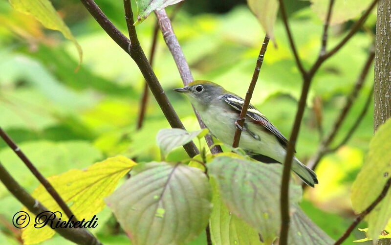 Chestnut-sided Warbler