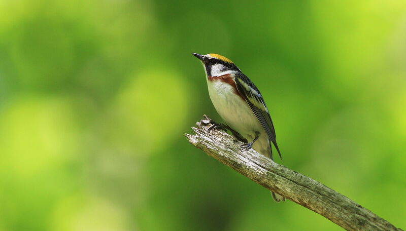 Chestnut-sided Warbler