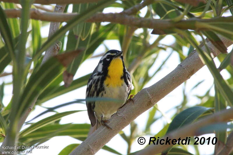 Yellow-throated Warbleradult, close-up portrait