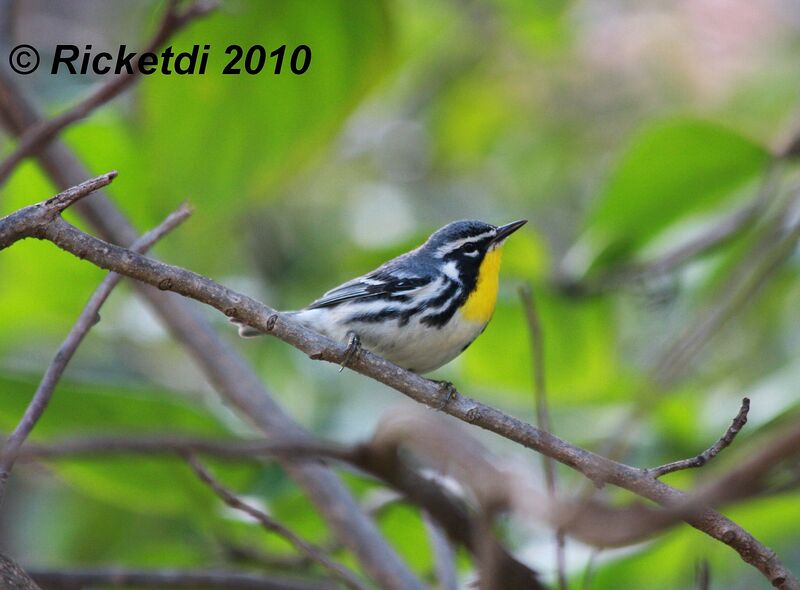 Yellow-throated Warbler