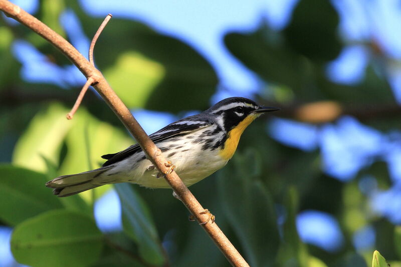 Yellow-throated Warbler