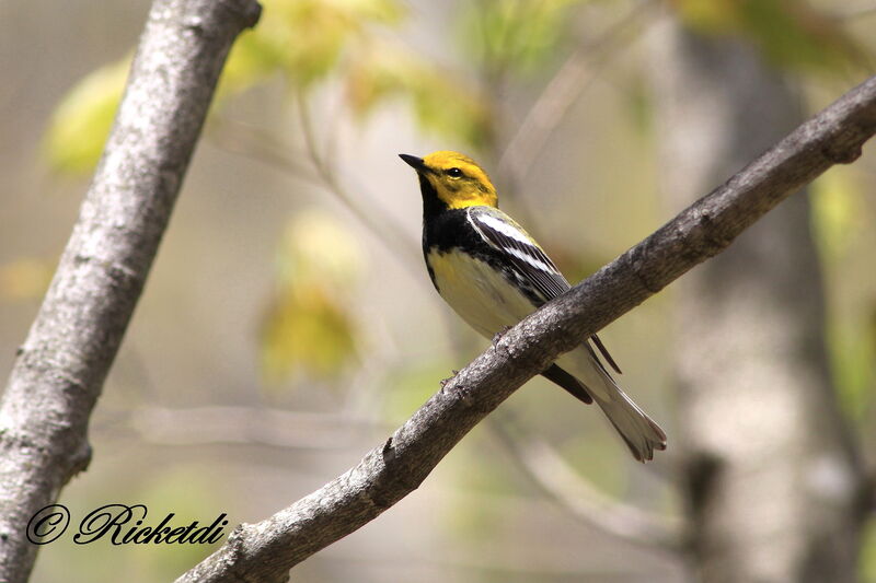 Black-throated Green Warbler