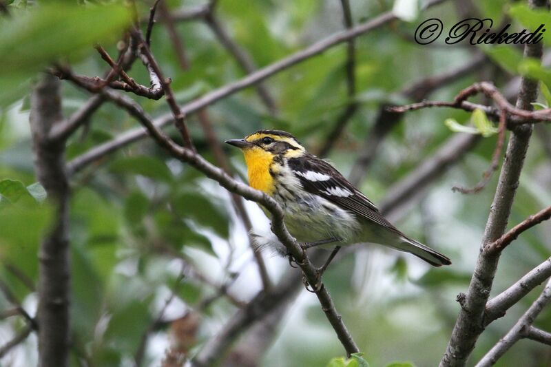 Blackburnian Warbler