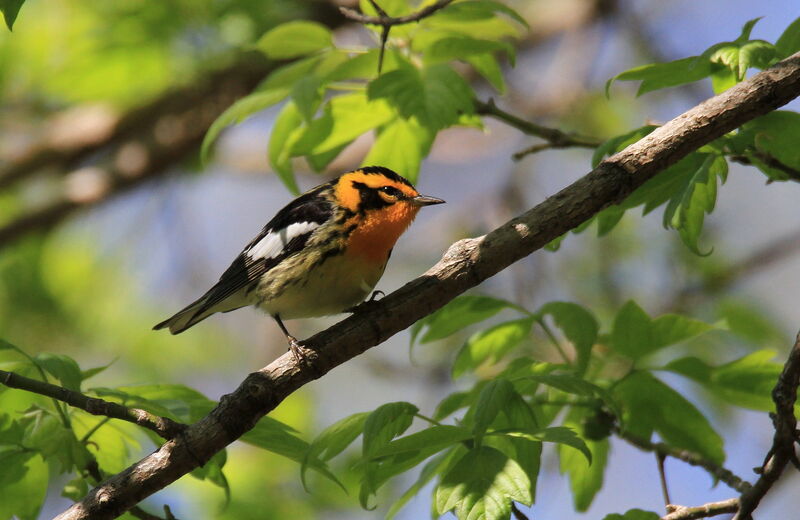 Blackburnian Warbler