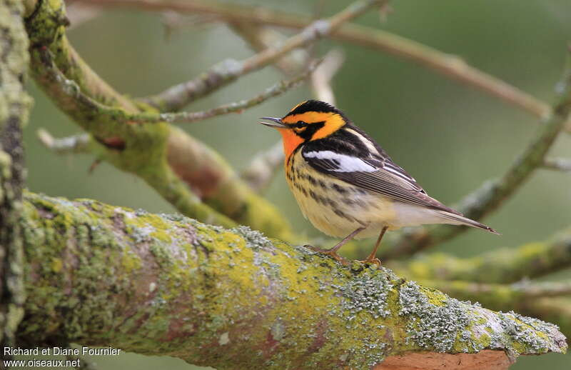 Blackburnian Warbler male adult, song