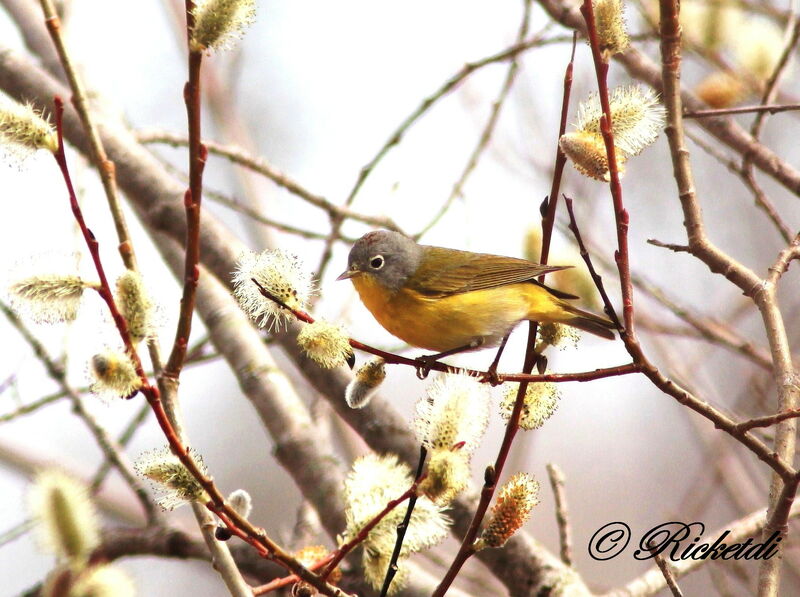 Nashville Warbler