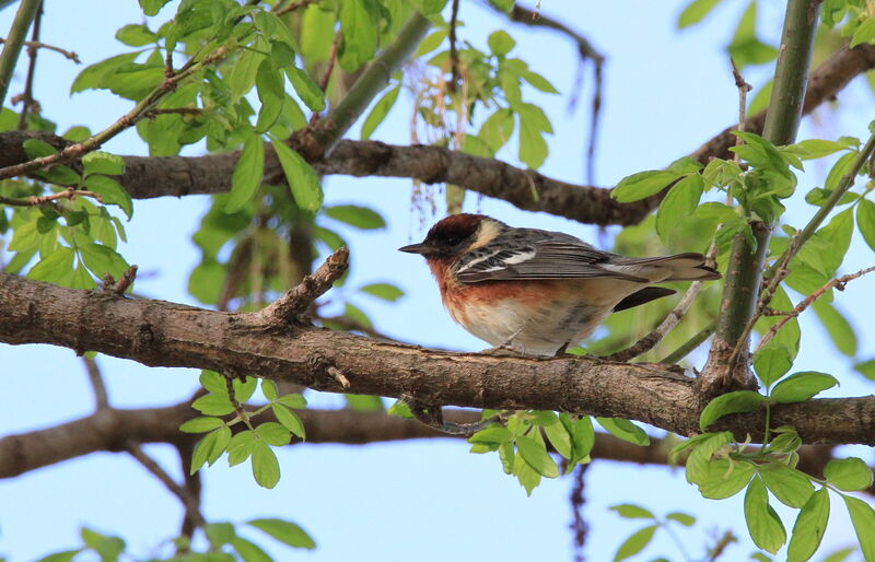 Bay-breasted Warbler