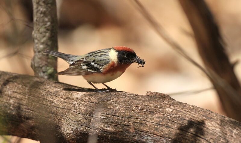 Bay-breasted Warbleradult, feeding habits