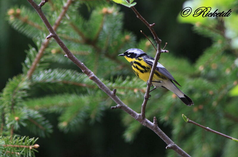 Magnolia Warbler male