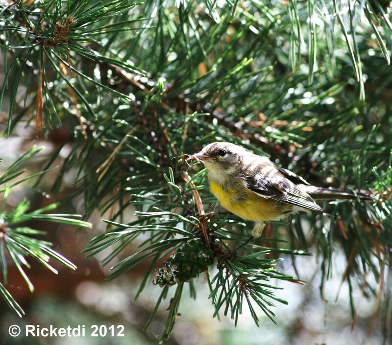 Magnolia Warbler