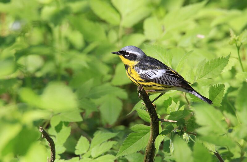 Magnolia Warbler