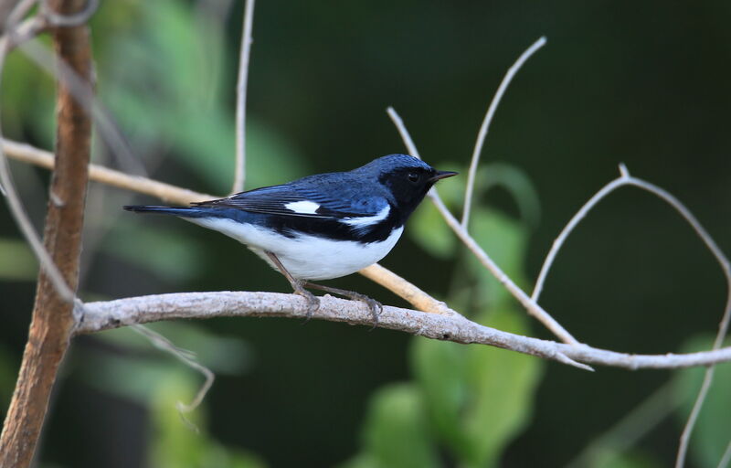 Paruline bleue