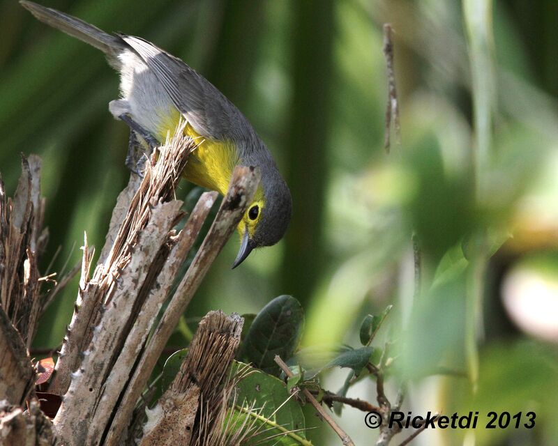 Oriente Warbler