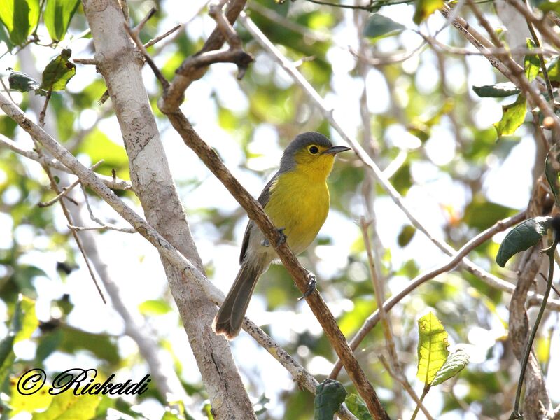 Oriente Warbler