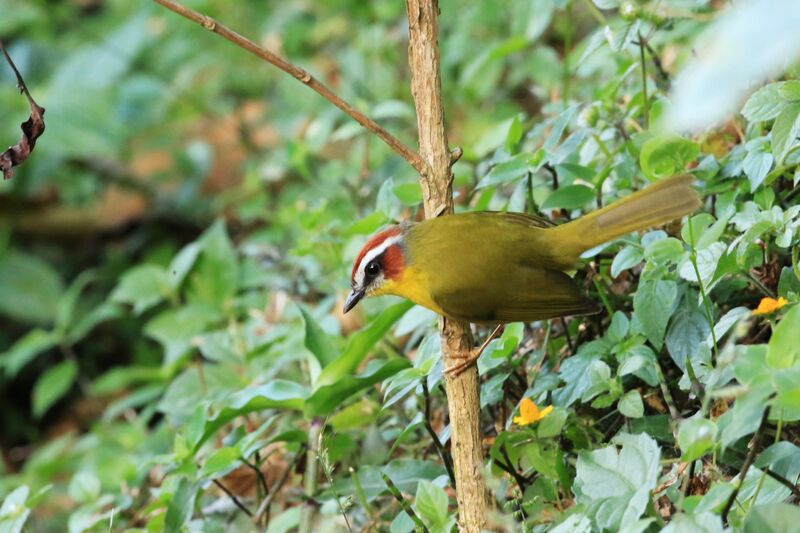 Chestnut-capped Warbler, habitat, pigmentation