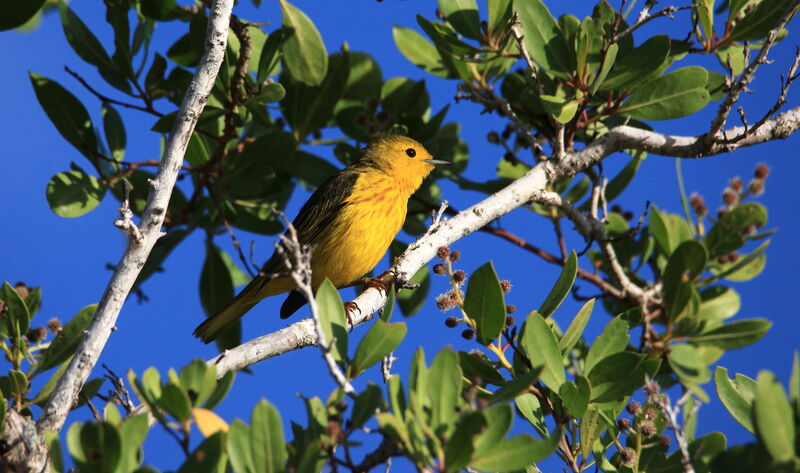 Mangrove Warbler male