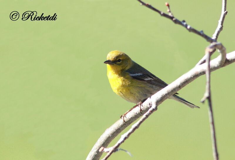 Pine Warbler