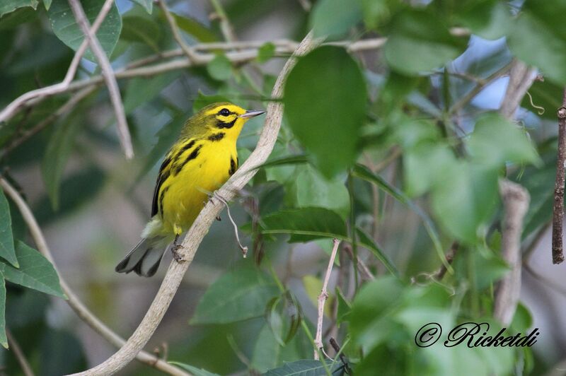 Prairie Warbler