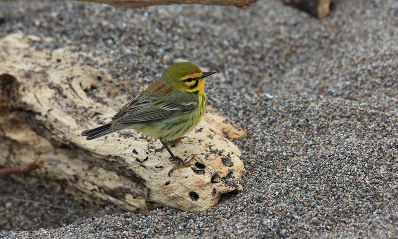 Prairie Warbler