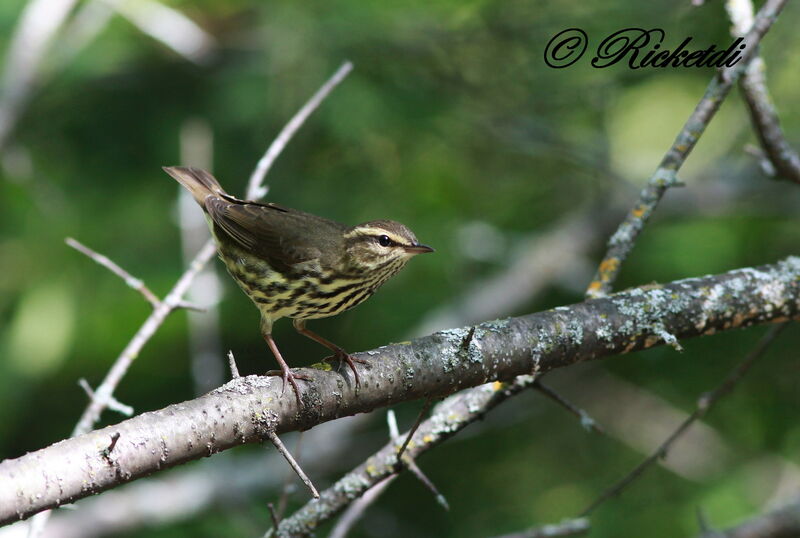 Northern Waterthrush