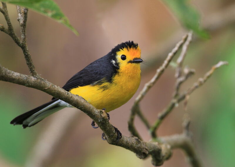 Paruline dorée