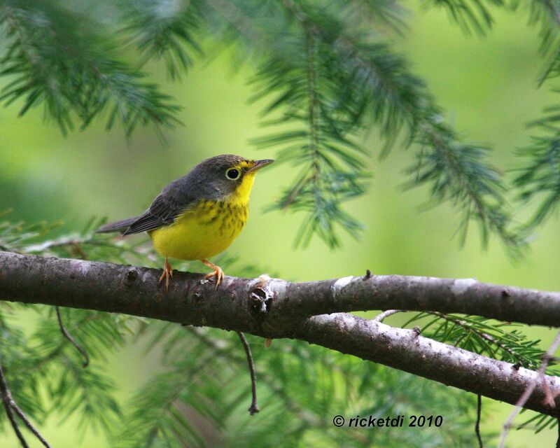 Canada Warbler