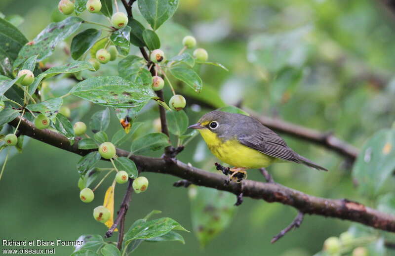 Canada Warbler female adult, identification