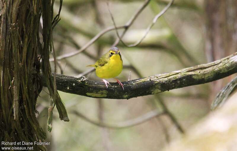 Kentucky Warbler female adult, identification