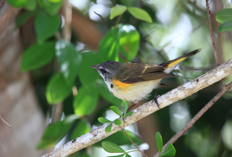 American Redstartjuvenile