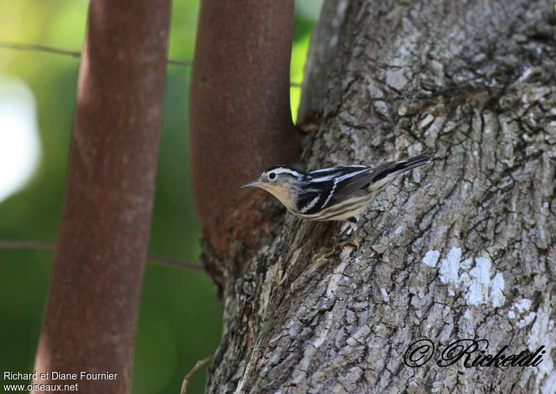 Black-and-white Warbler female, habitat, camouflage, pigmentation