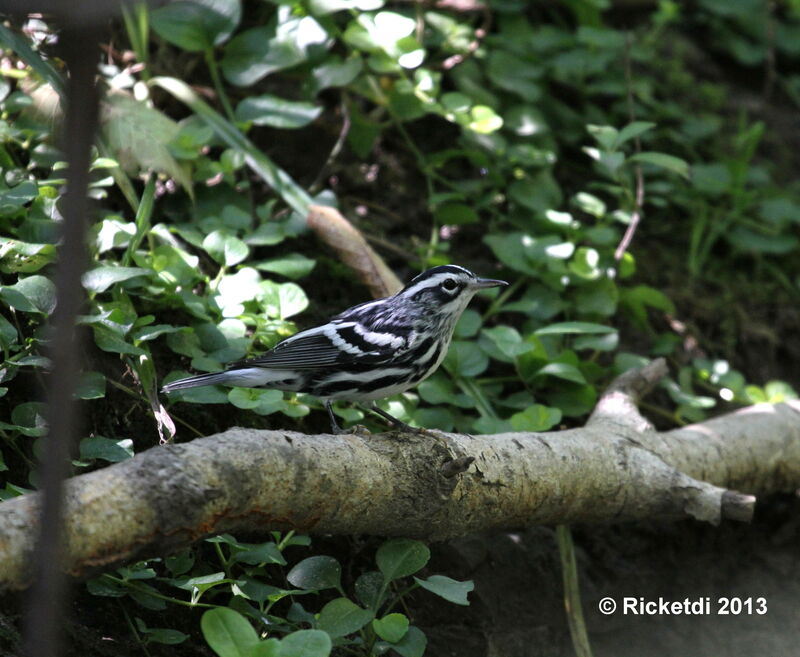 Black-and-white Warbler male