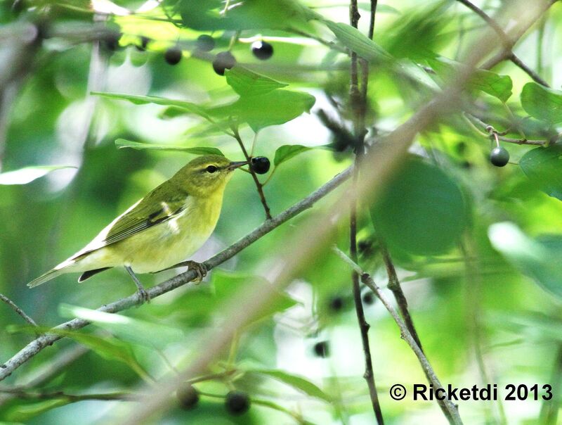 Tennessee Warbler