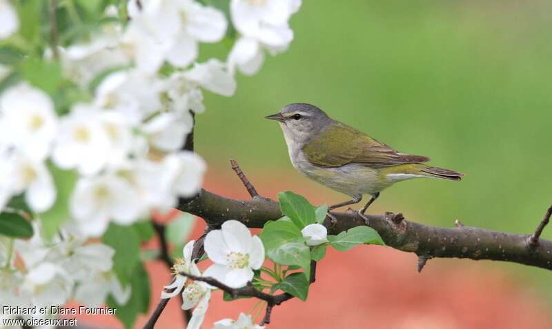 Tennessee Warbler male adult breeding, identification