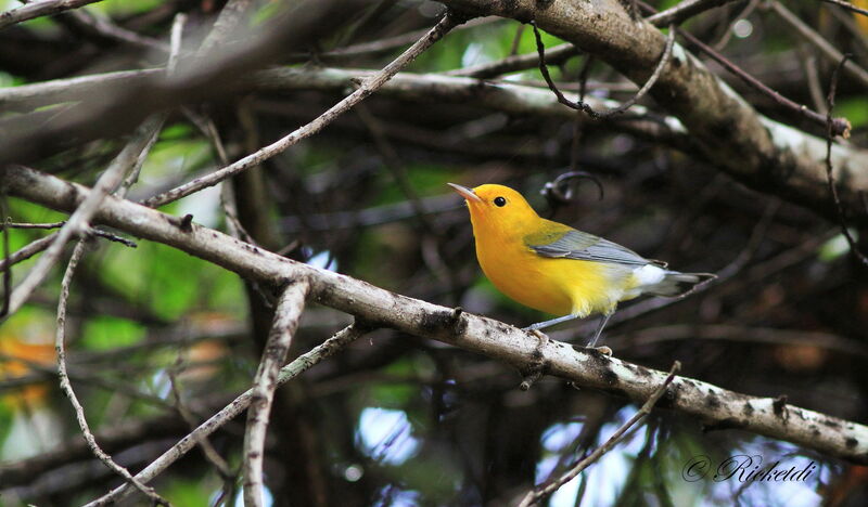 Prothonotary Warbler